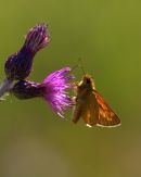 Large_Skipper